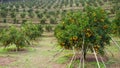 Fresh oranges Waiting to harvest in organic farming.