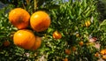 Fresh oranges Waiting to harvest in organic farming.