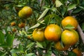 Fresh oranges Waiting to harvest in organic farming.