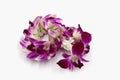 fresh crchid flower garland on white background