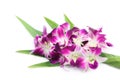 Fresh orchid flowers decorated with pandan leaves.