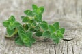 Fresh oregano Royalty Free Stock Photo