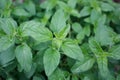 Fresh Oregano Royalty Free Stock Photo