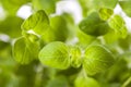 Fresh oregano close up Royalty Free Stock Photo