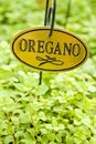 Fresh Oregano Herb Royalty Free Stock Photo