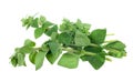 Fresh oregano herb Royalty Free Stock Photo