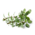 fresh Oregano herb isolated on white background Royalty Free Stock Photo