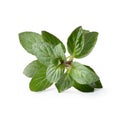 fresh Oregano herb isolated on white background Royalty Free Stock Photo