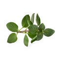 fresh Oregano herb isolated on white background Royalty Free Stock Photo