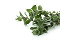 Fresh oregano herb isolated on white background Royalty Free Stock Photo