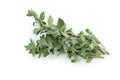 Fresh oregano herb isolated on white background Royalty Free Stock Photo