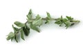 Fresh oregano herb isolated on white background Royalty Free Stock Photo