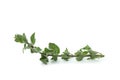 Fresh oregano herb isolated on white background Royalty Free Stock Photo