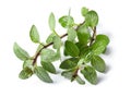 fresh Oregano herb isolated on white background Royalty Free Stock Photo