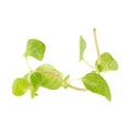 Fresh Oregano herb on a white background Royalty Free Stock Photo