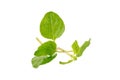 Fresh Oregano herb on a white background Royalty Free Stock Photo