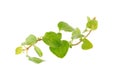 Fresh Oregano herb on a white background Royalty Free Stock Photo