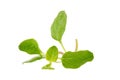 Fresh Oregano herb on a white background Royalty Free Stock Photo