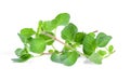 Fresh oregano herb on white background Royalty Free Stock Photo