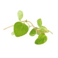 Fresh Oregano herb over a white background Royalty Free Stock Photo