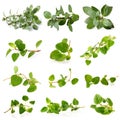 Fresh Oregano herb on a white background Royalty Free Stock Photo