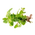 Fresh Oregano herb on a white background Royalty Free Stock Photo