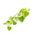 Fresh Oregano herb on white background Royalty Free Stock Photo