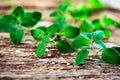 Fresh oregano herb Royalty Free Stock Photo