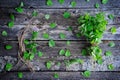 Fresh oregano herb Royalty Free Stock Photo