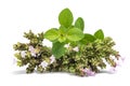 Fresh oregano Royalty Free Stock Photo