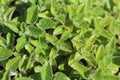 Fresh Oregano leaves grow in a spring garden