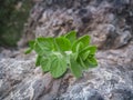 Fresh oregano leaves seasoning on natural stone background. Wild oregano Royalty Free Stock Photo