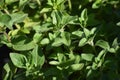 Oregano (Origanum vulgare) Royalty Free Stock Photo