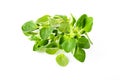 Fresh oregano origanum vulgare on white background Royalty Free Stock Photo