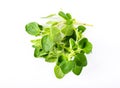 Fresh oregano origanum vulgare on white background Royalty Free Stock Photo