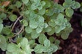 Fresh oregano, origanum vulgare, wild marjoram background Royalty Free Stock Photo