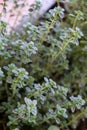 Fresh oregano, origanum vulgare, wild marjoram background Royalty Free Stock Photo