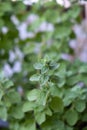 Fresh oregano, origanum vulgare, wild marjoram background Royalty Free Stock Photo