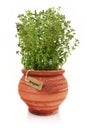 Fresh oregano plant Royalty Free Stock Photo