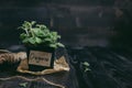 Fresh oregano in pot on the wooden background with copy space Royalty Free Stock Photo