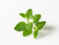 Fresh oregano sprig Royalty Free Stock Photo