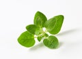 Fresh oregano sprig Royalty Free Stock Photo