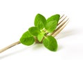 Fresh oregano sprig on fork Royalty Free Stock Photo