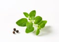 Fresh oregano sprig and peppercorns Royalty Free Stock Photo