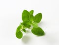 Fresh oregano sprig Royalty Free Stock Photo