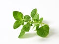 Fresh oregano sprig Royalty Free Stock Photo