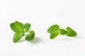 Fresh oregano sprigs Royalty Free Stock Photo