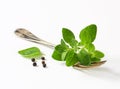 Fresh oregano sprigs on fork Royalty Free Stock Photo