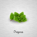 Fresh oregano sprigs Royalty Free Stock Photo