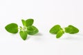 Fresh oregano sprigs Royalty Free Stock Photo